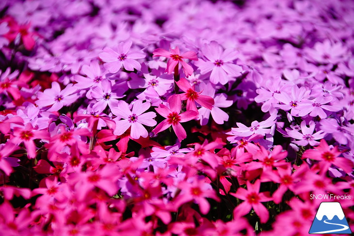倶知安旭ヶ丘スキー場と三島さん家の芝桜の丘。